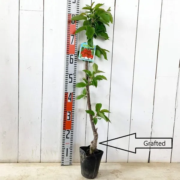 Apple_Sylvia_Cherry_Original_Fruit_Grafted_Plant_1_5_3_Feet_Height