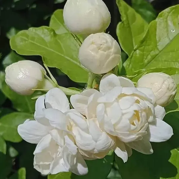 Bel_Arabian_Jasmine_Fragrant_Flower_Plant_1_2_Feet_Height