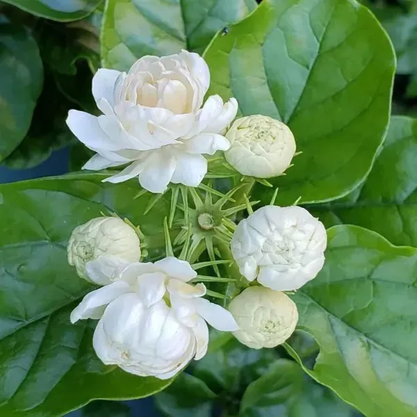 Bel_Arabian_Jasmine_Fragrant_Flower_Plant_1_2_Feet_Height
