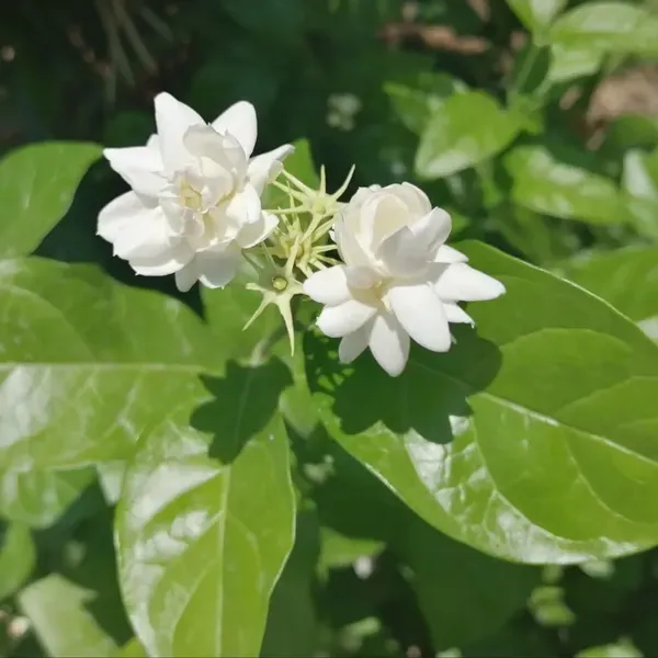 Bel_Arabian_Jasmine_Fragrant_Flower_Plant_1_2_Feet_Height