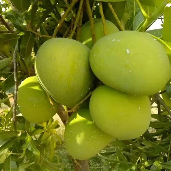 Bangladesh_Haribhanga_Mango_Aam_Grafted_Fruit_Plant_1_5_3_Feet_Height