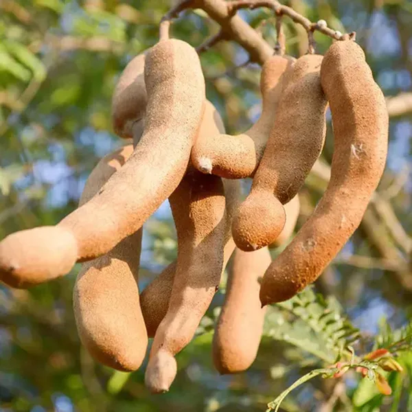 Sour_Vantoor_Tamarind_Imli_Grafted_Fruit_Plant_1_5_3_Feet_Height