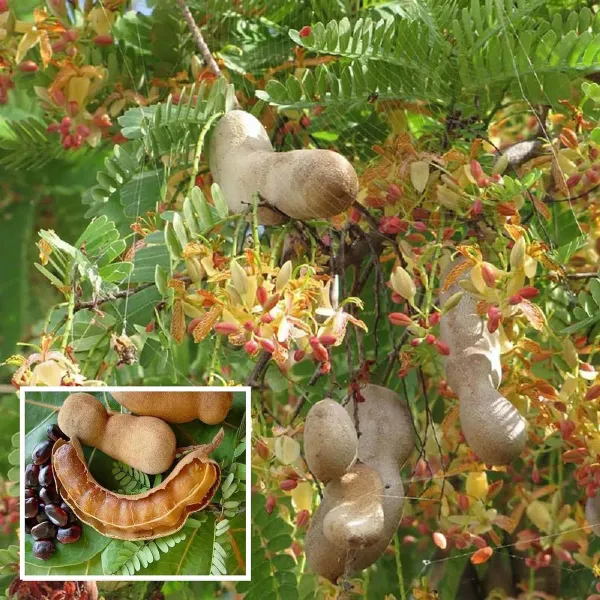 Sour_Vantoor_Tamarind_Imli_Grafted_Fruit_Plant_1_5_3_Feet_Height