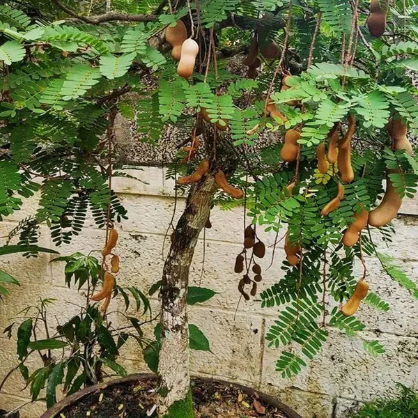 Sour_Vantoor_Tamarind_Imli_Grafted_Fruit_Plant_1_5_3_Feet_Height