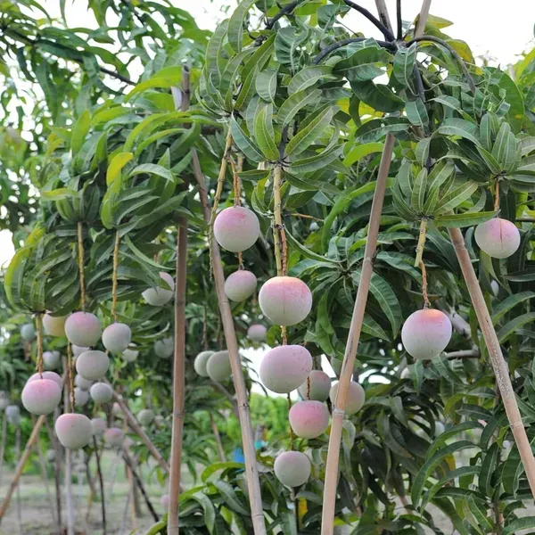 R2e2_Mango_Aam_Grafted_Fruit_Plant_1_5_3_Feet_Height