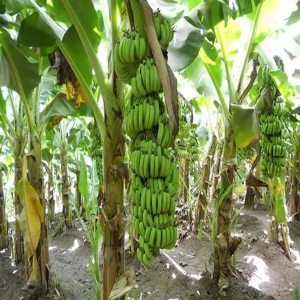Grand_Naine_G9_Banana_Tissue_Caltured_Fruit_Fruit_Plant_1_5_2_Feet_Height