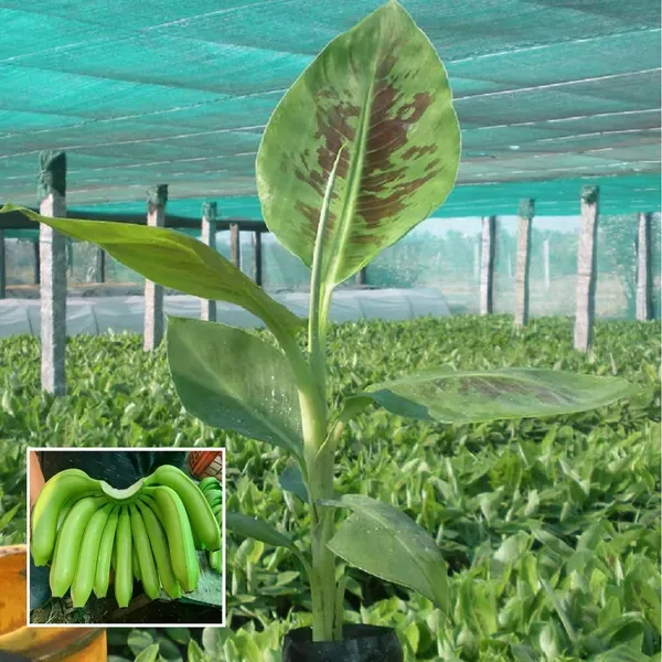 Grand_Naine_G9_Banana_Tissue_Caltured_Fruit_Fruit_Plant_1_5_2_Feet_Height