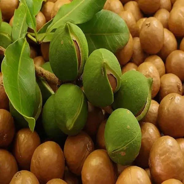 Macadamia_Nut_Fruit_Plant_1_2_Feet_Height