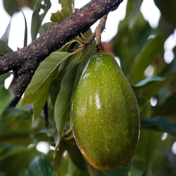 Seedling_Avocado_Butter_Fruit_Plant_1_5_2_Feet_Height