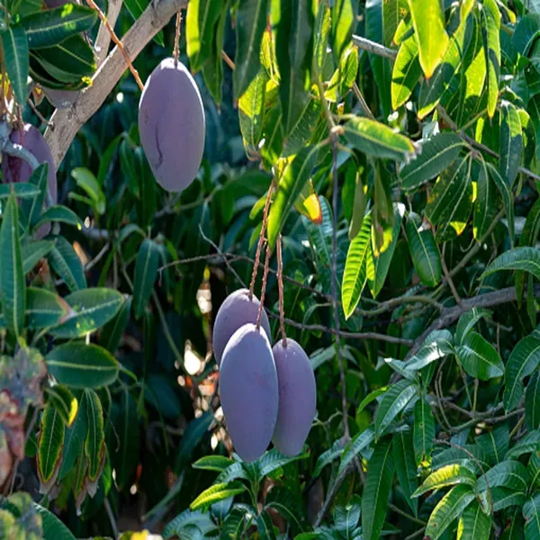 Nam_Dok_Mai_Si_Mueng_Purple_Mango_Aam_Grafted_Fruit_Plant_1_5_3_Feet_Heigh
