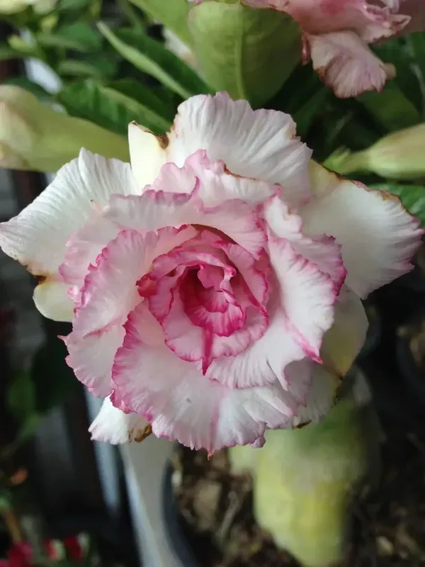 Adenium_Obesum_Desert_Rose_Grafted_Flowers_Plant_Pack_Of_4