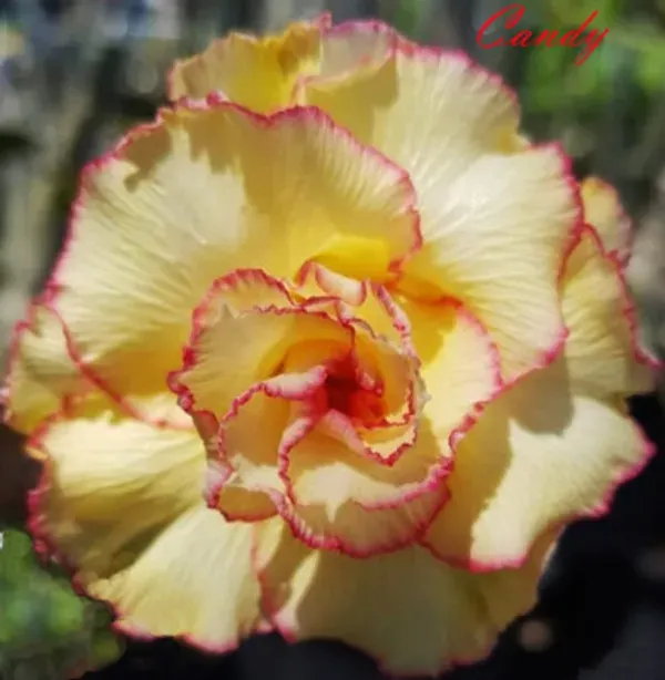 Adenium_Obesum_Desert_Rose_Grafted_Flowers_Plant_Pack_Of_4