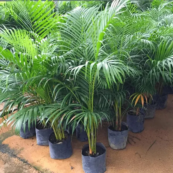 Areca_Palm_Air_Purifier_Plant_1_5_3_Feet_Height