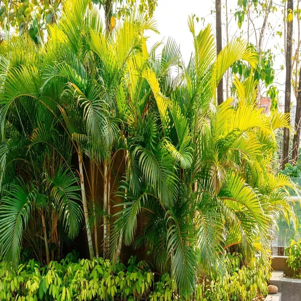 Areca_Palm_Air_Purifier_Plant_1_5_3_Feet_Height