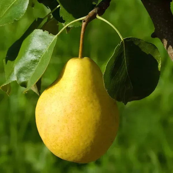 Babugosha_Pear_Pyrus_Communis_Nashpati_Layering_Grafted_Fruit_Plant_1_5_3