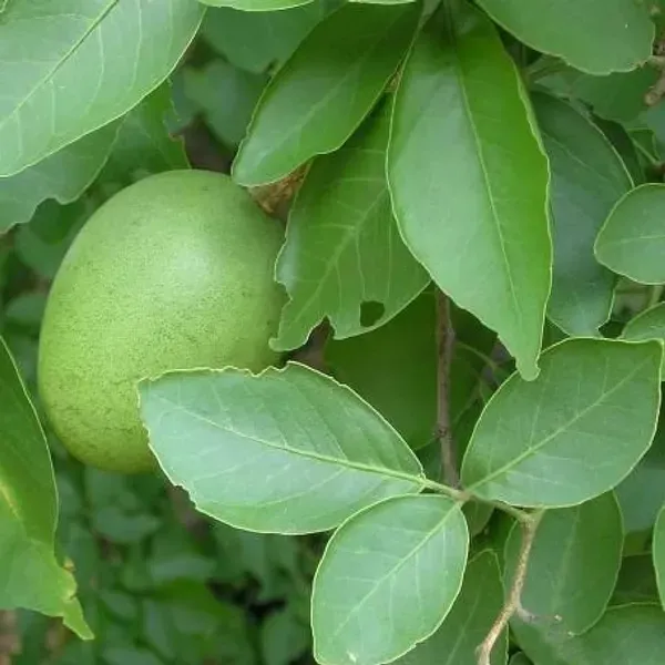 Thai_Bel_Bael_Bilva_Grafted_Fruit_Plant_1_5_2_Feet_Height