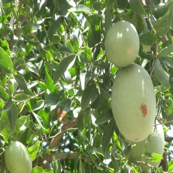 Thai_Bel_Bael_Bilva_Grafted_Fruit_Plant_1_5_2_Feet_Height
