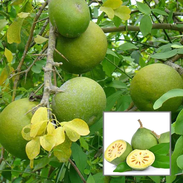 Thai_Bel_Bael_Bilva_Grafted_Fruit_Plant_1_5_2_Feet_Height
