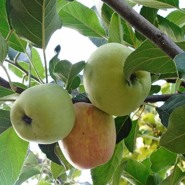 Hariman_99_Low_Chill_Tropical_Apple_Seb_Grafted_Fruit_Plant_1_5_3_Feet_Hei