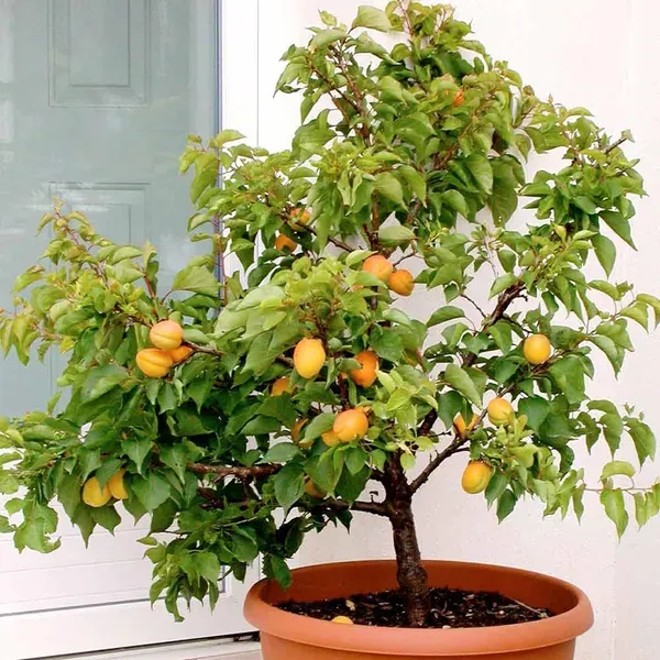 Apricot_Layering_Grafted_Fruit_Plant_1_5_3_Feet_Height