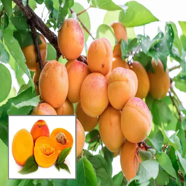 Apricot_Layering_Grafted_Fruit_Plant_1_5_3_Feet_Height