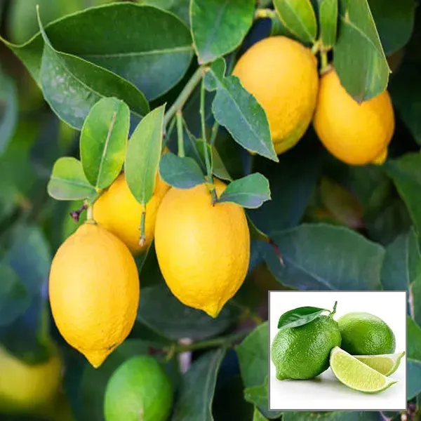 Nimbu_Seedless_All_Time_Lemon_Lemon_Nimbu_Layering_Grafted_Fruit_Plant_1_2