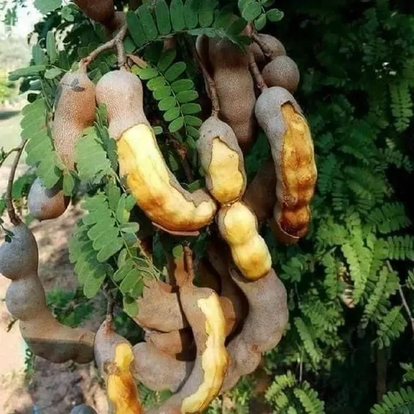 Thai_Sweet_Tamarind_Imli_Grafted_Fruit_Plant_1_5_3_Feet_Height