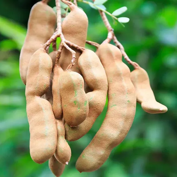 Thai_Sweet_Tamarind_Imli_Grafted_Fruit_Plant_1_5_3_Feet_Height