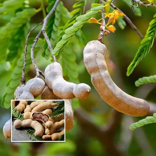 Thai_Sweet_Tamarind_Imli_Grafted_Fruit_Plant_1_5_3_Feet_Height