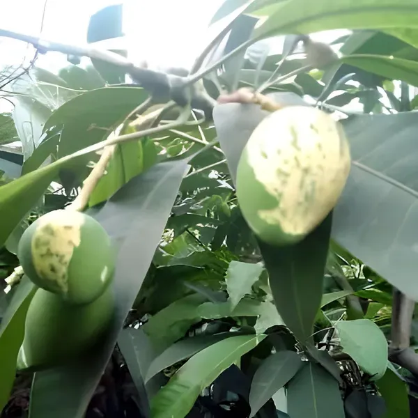 Variegated_Mango_Aam_Grafted_Fruit_Plant_1_5_3_Feet_Height