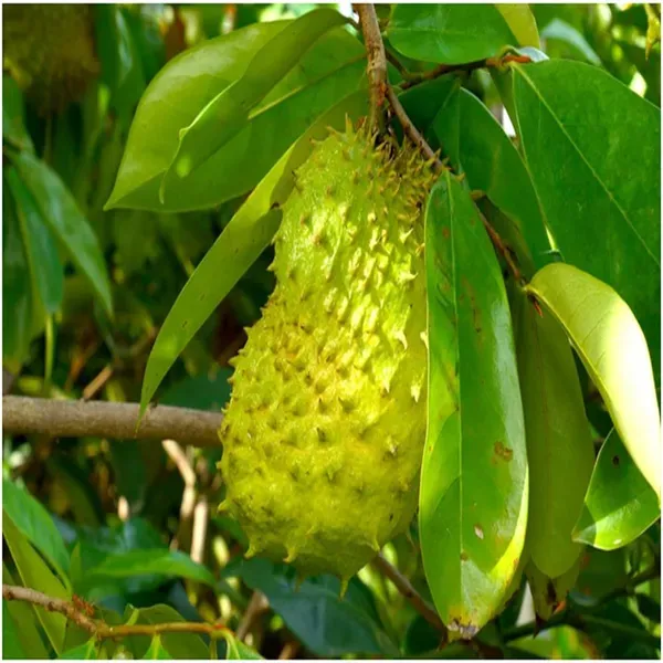 Corossol_Sour_Soup_Lakshman_Phal_Fruit_Plant_1_5_3_Feet_Height