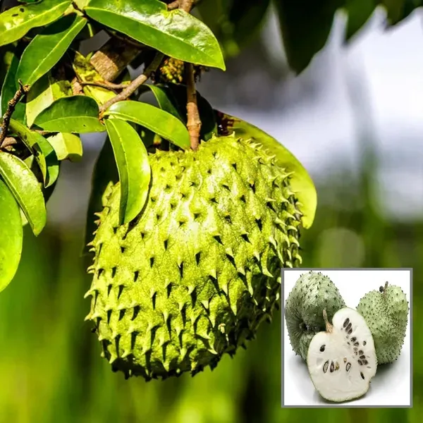 Corossol_Sour_Soup_Lakshman_Phal_Fruit_Plant_1_5_3_Feet_Height