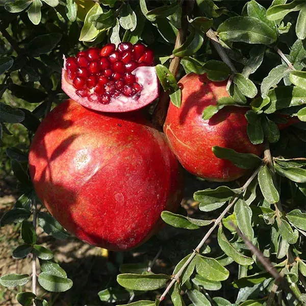 Granada_Pomegranate_Fruit_Air_Layering_Grafted_Anar_Plants_Tree1.5_-_3_Feet