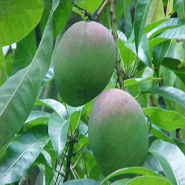 Bombay_Green_Shehroli_Mango_Grafted_Aam_Fruit_Plants_Tree1.5_-_3_Feet