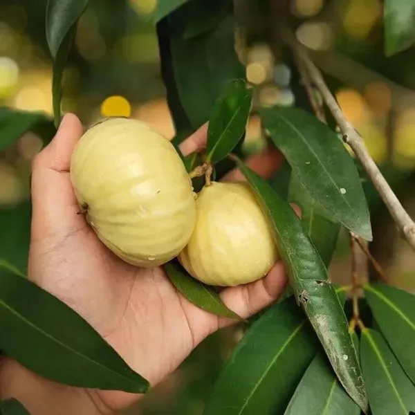 Rose_Apple_Gulab_Jamun_Jambos_Fruit_Air_Layering_Grafted_Plants_Tree