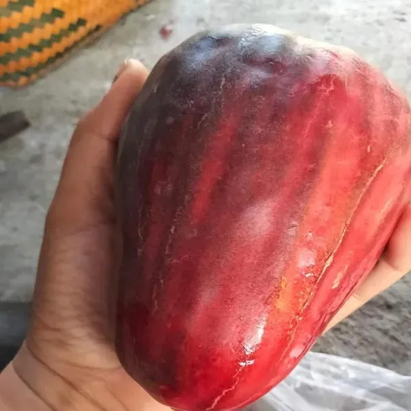 Jambu_King_Kong_Wax_Apple_Water_Apple_Java_Apple_Fruit_Air_Layering_Grafted