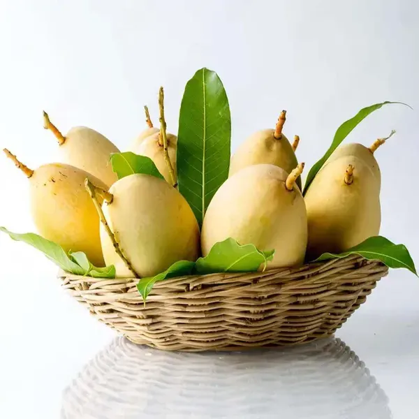 Thai_Nam_Dok_Mai_All_Time_Mango_Grafted_Aam_Fruit_Plants_Tree1.5_-_3_Feet