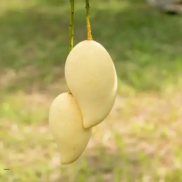 Thai_Nam_Dok_Mai_All_Time_Mango_Grafted_Aam_Fruit_Plants_Tree1.5_-_3_Feet
