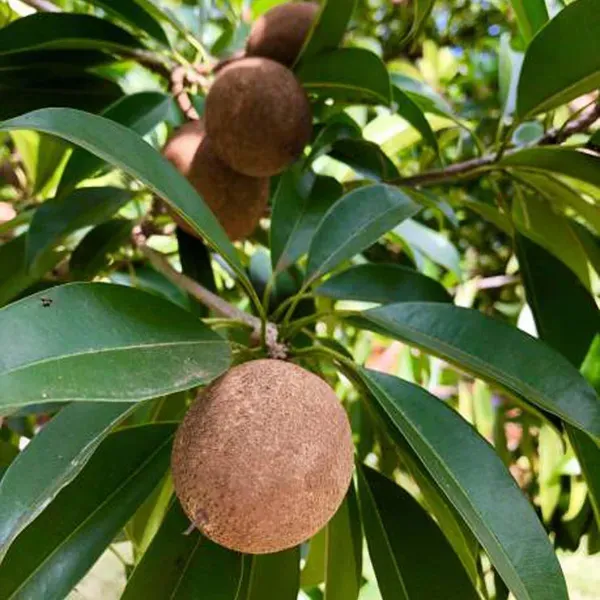 Pala_Chikoo_Sapota_Grafted_Fruit_Plants_Tree1.5_-_3_Feet