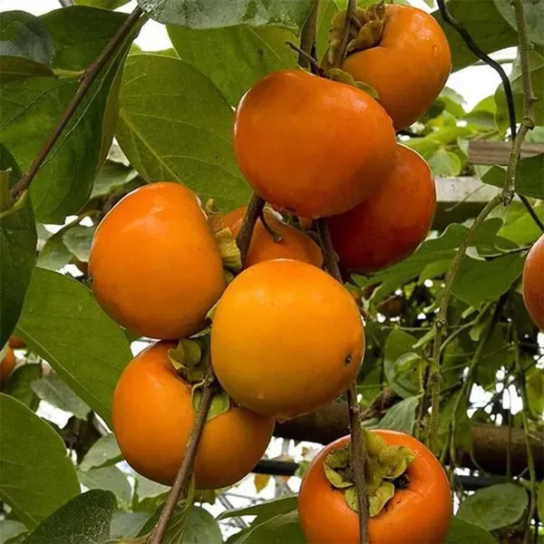 Eureka_Persimmon_Fruit_Grafted_Plants_Tree_2_-_3_Feet