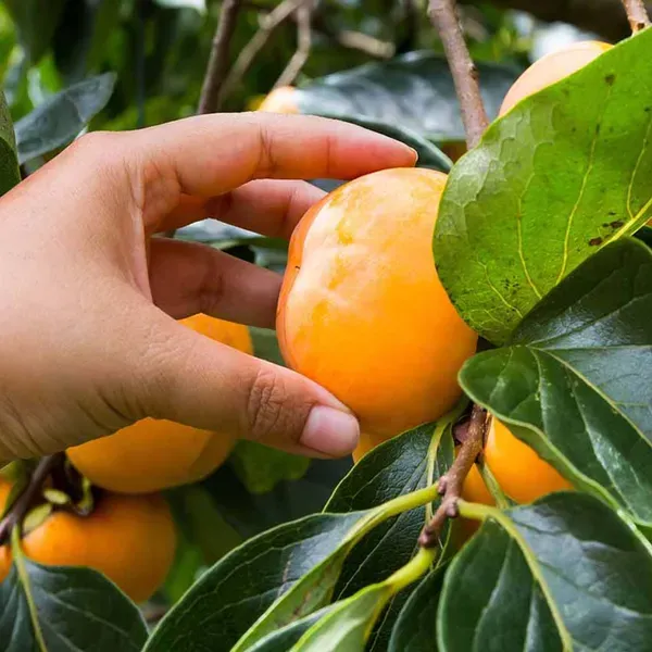 Eureka_Persimmon_Fruit_Grafted_Plants_Tree_2_-_3_Feet