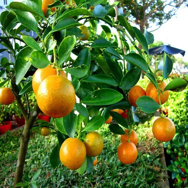 China_Orange_Grafted_Santra_Fruit_Plants_Tree1_-_2_Feet