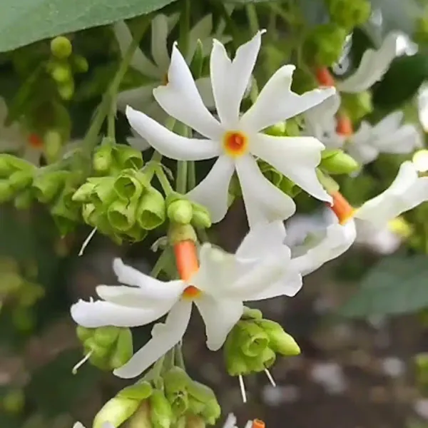 Seuli_Parijat_Flower_Plants_Tree1_-_2_Feet