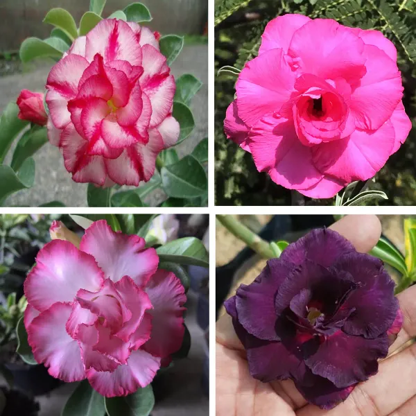 Adenium_Grafted_Flowers_Plant_Pack_Of_4