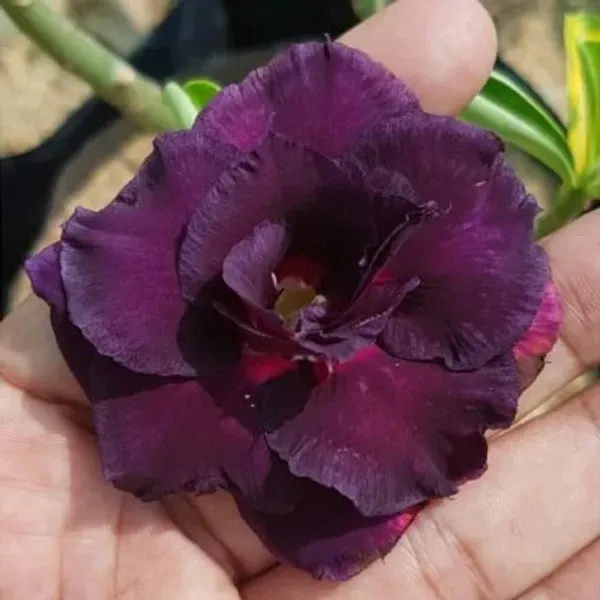 Adenium_Grafted_Flowers_Plant_Pack_Of_4