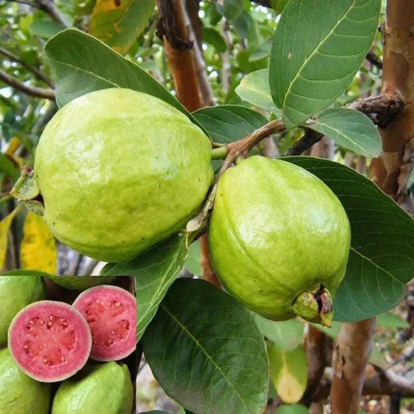 Guava_Pink_Lalit_Lalitha_Amrood_Variety_Fruit_Air_Layering_Grafted_Plants