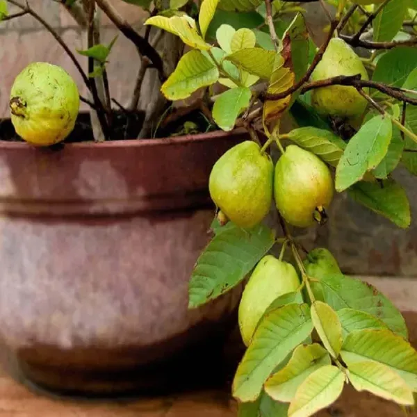 Guava_Pink_Lalit_Lalitha_Amrood_Variety_Fruit_Air_Layering_Grafted_Plants