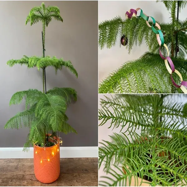Christmas_Tree_Araucaria_Heterophylla_Jhau_Ornamental_Plants_Tree1.5_-_3_Feet