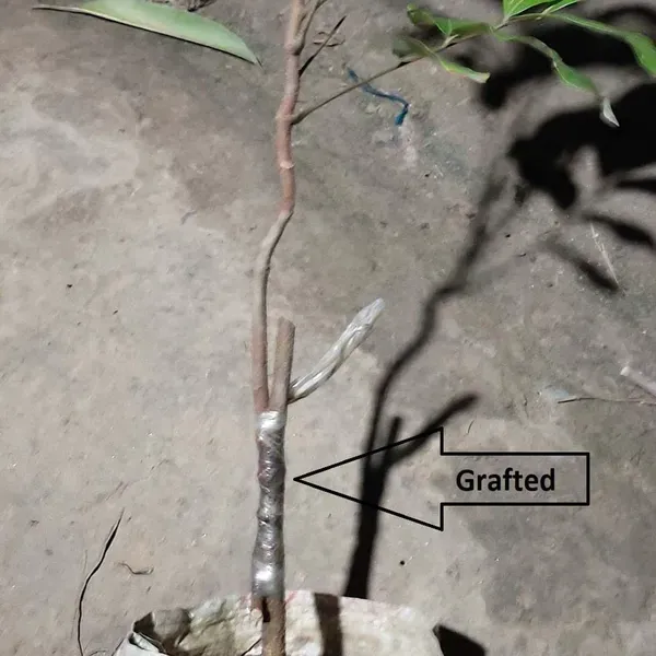 Diamond_River_Dragon_Eye_Longan_Grafted_Fruit_Plants_Tree1_-_2_Feet
