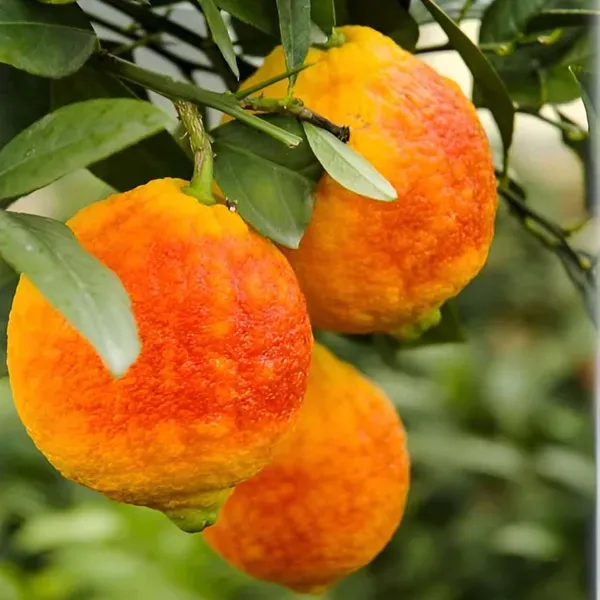 Nimbu_Red_Lemon_Nimbu_Fruit_Grafted_Plants_Tree1_-_2_Feet